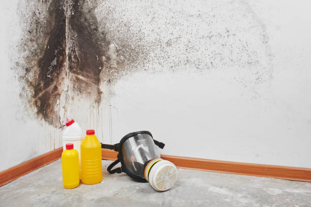 Best Local Mold Removal Service  in Oakwood, OH