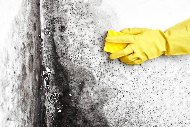 Best Residential Mold Removal  in Oakwood, OH
