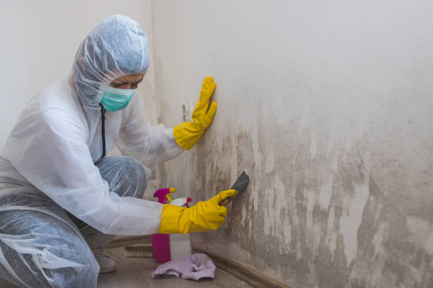Best Best Mold Removal Companies  in Oakwood, OH