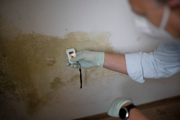 Best Affordable Mold Removal  in Oakwood, OH