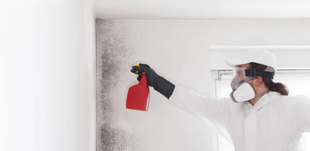 Mold Removal and Inspection in Oakwood, OH