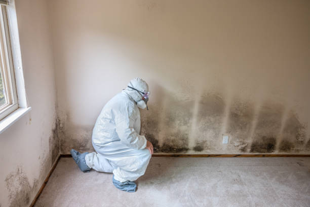 Best Commercial Mold Removal  in Oakwood, OH