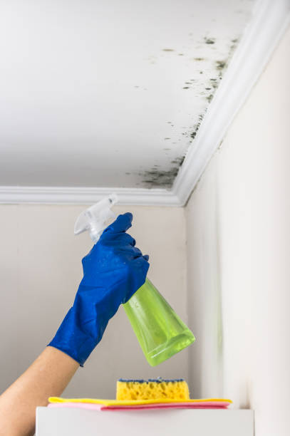 Best Crawl Space Mold Removal  in Oakwood, OH