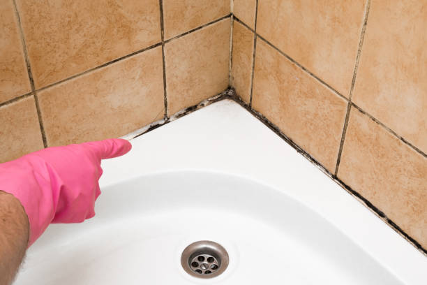Best Home Mold Removal  in Oakwood, OH